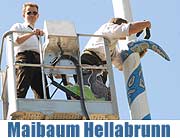 Maibaum aufstellen 2007 im Tierpark Hellabrunn (Foto: Ingrid Grossmann)